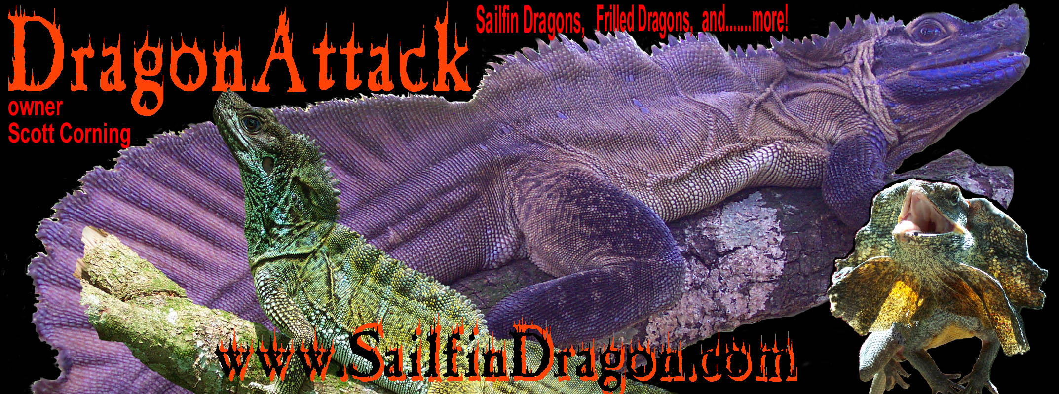 splashbanner